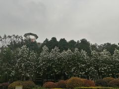 -神仙树公园