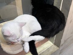 -Heymao猫咖.咖啡厅(东门店)