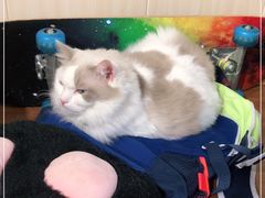 -绒爪撸猫下午茶·猫咖