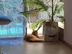 大堂-藏猫猫咖啡主题馆(中央大道店)