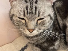 -猫咪派对(江南西店)