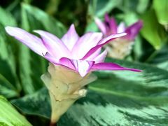 -中国科学院华南植物园