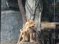 -清迈夜间动物园