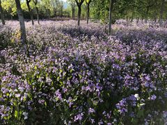 -苏家坨柳林村二月兰花海