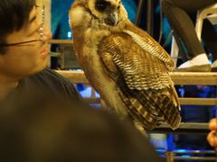 -清迈夜间动物园