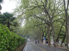 -武汉大学-樱园