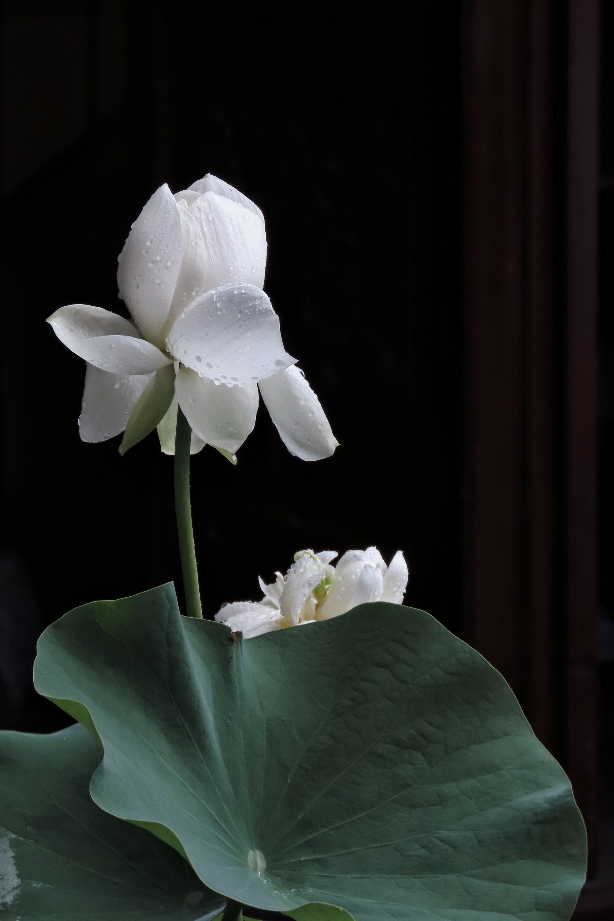 白莲花做错了什么,明明这么美