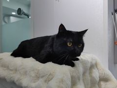 -爱洗澡的猫(望京店)