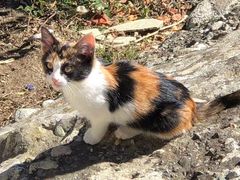 -梅黛奥拉修道院