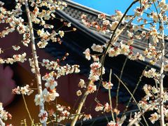 -灵顺寺