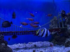 -太平洋海底世界