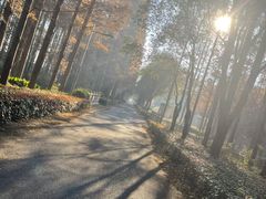 -金岛生态园烧烤露营地