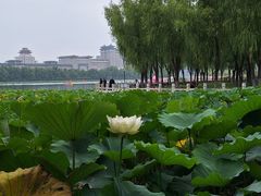 -莲花池公园