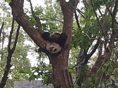 -都江堰中华大熊猫苑