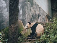 -中国大熊猫保护研究中心雅安碧峰峡基地