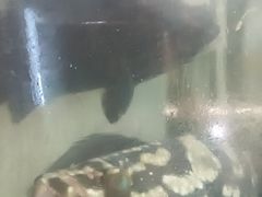 -梅子大排档
