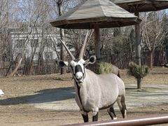 -大连森林动物园