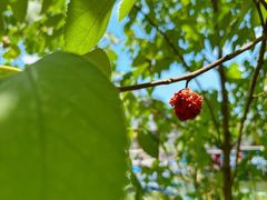 -洋湖国家湿地公园