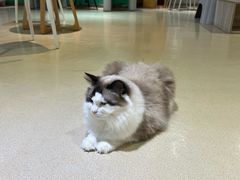 -藏猫猫咖啡主题馆(中央大道店)