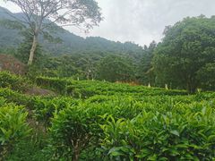 -姑婆山旅游区