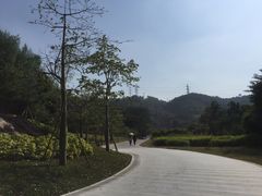 -中山市树木园