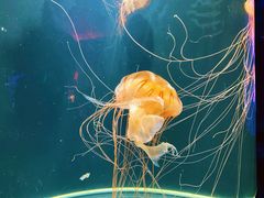 -成都浩海立方海洋公园