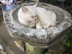 -喵屿·大理花园猫咖