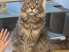 -楼上猫咖(罗湖店)
