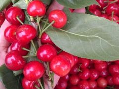 -樱桃山旅游景区