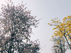 -洲头咀公园