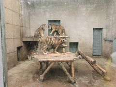 -西安秦岭野生动物园