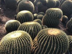 -北京植物园-展览温室