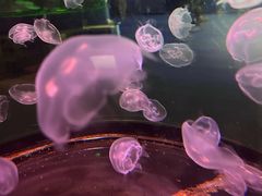 -石家庄海洋公园
