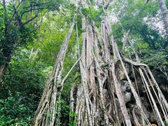 -中国科学院西双版纳热带植物园