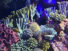 -上海海洋水族馆