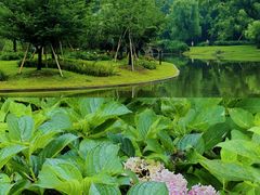 -上海共青森林公园