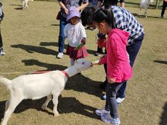 -前小桔亲子创意农场·草莓采摘·露营烧烤