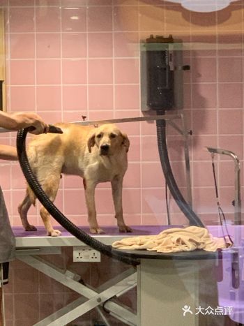 比较适合小型犬来这里玩一下