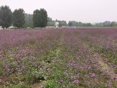 -北京东方普罗旺斯薰衣草庄园
