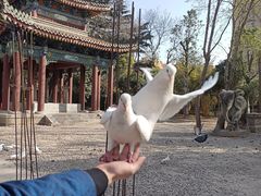 -西安大兴善寺