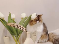 -More Fun猫咖 二十只万元加菲主题