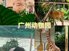 -广州动物园