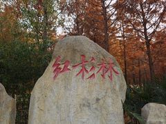 -合肥滨湖国家森林公园