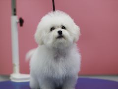 -瑞鹏宠物医院犬猫全科(真大分院)