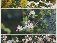 -棠湖公园