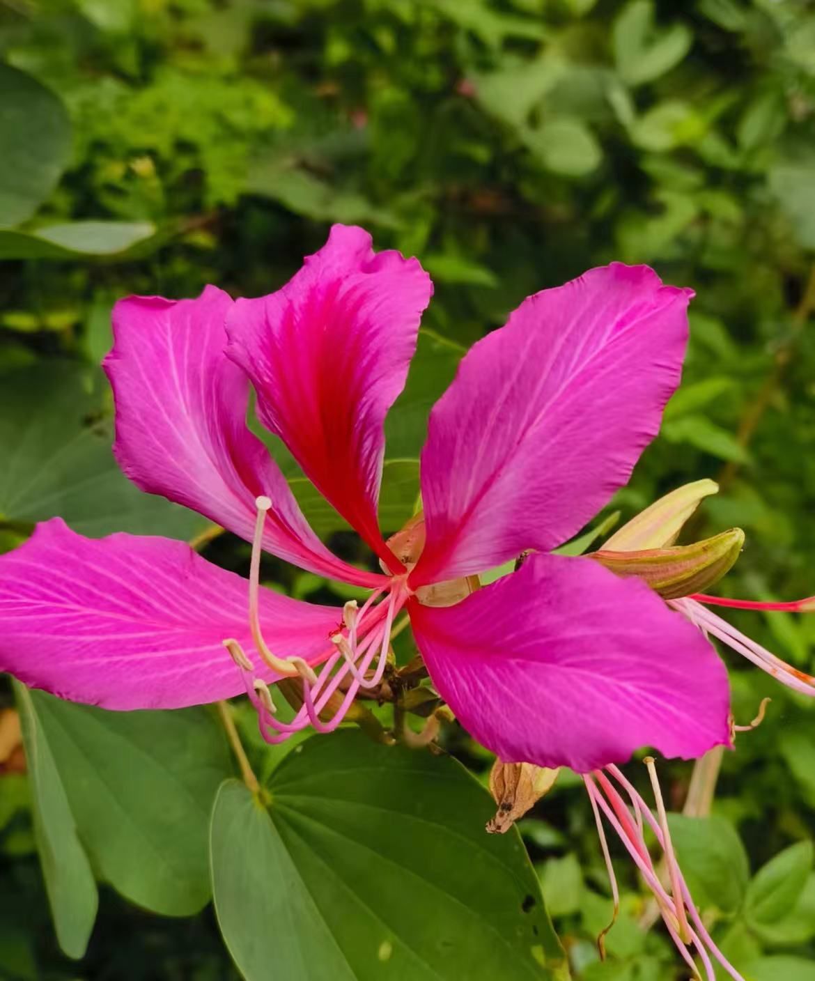 红花羊蹄甲/每天认识一种花