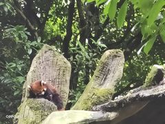 -贵州森林野生动物园