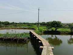 -江门古劳水乡旅游区