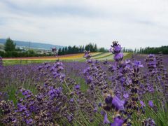 -富田农场