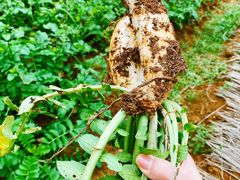 -柘林湖生态鱼馆